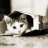 YunnyKat